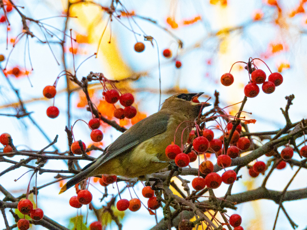 Cedar Waxwing - ML644065168