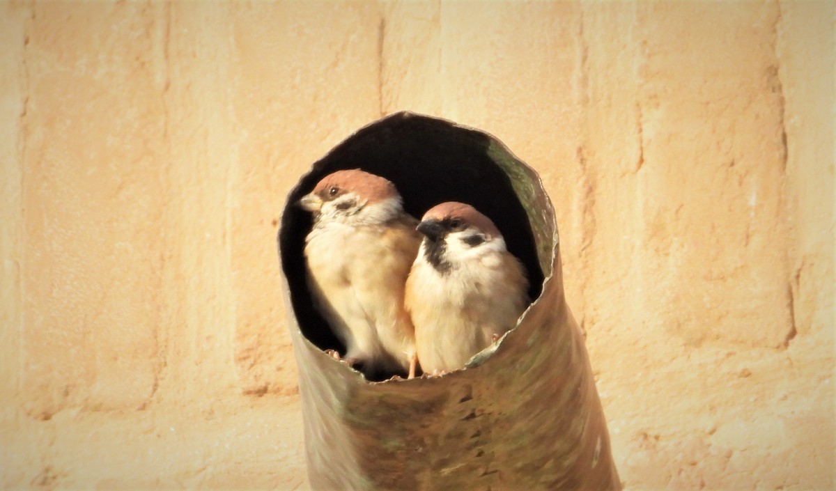 Eurasian Tree Sparrow - ML644065174