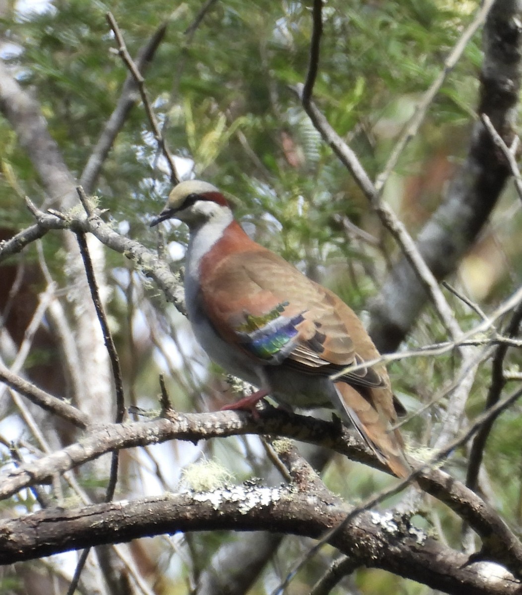holub pestrokřídlý - ML644065177