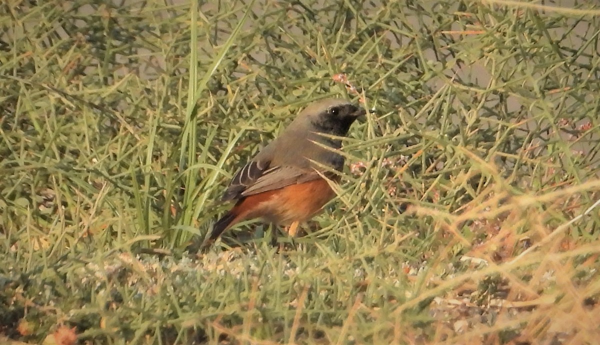 Common Redstart - ML644065181