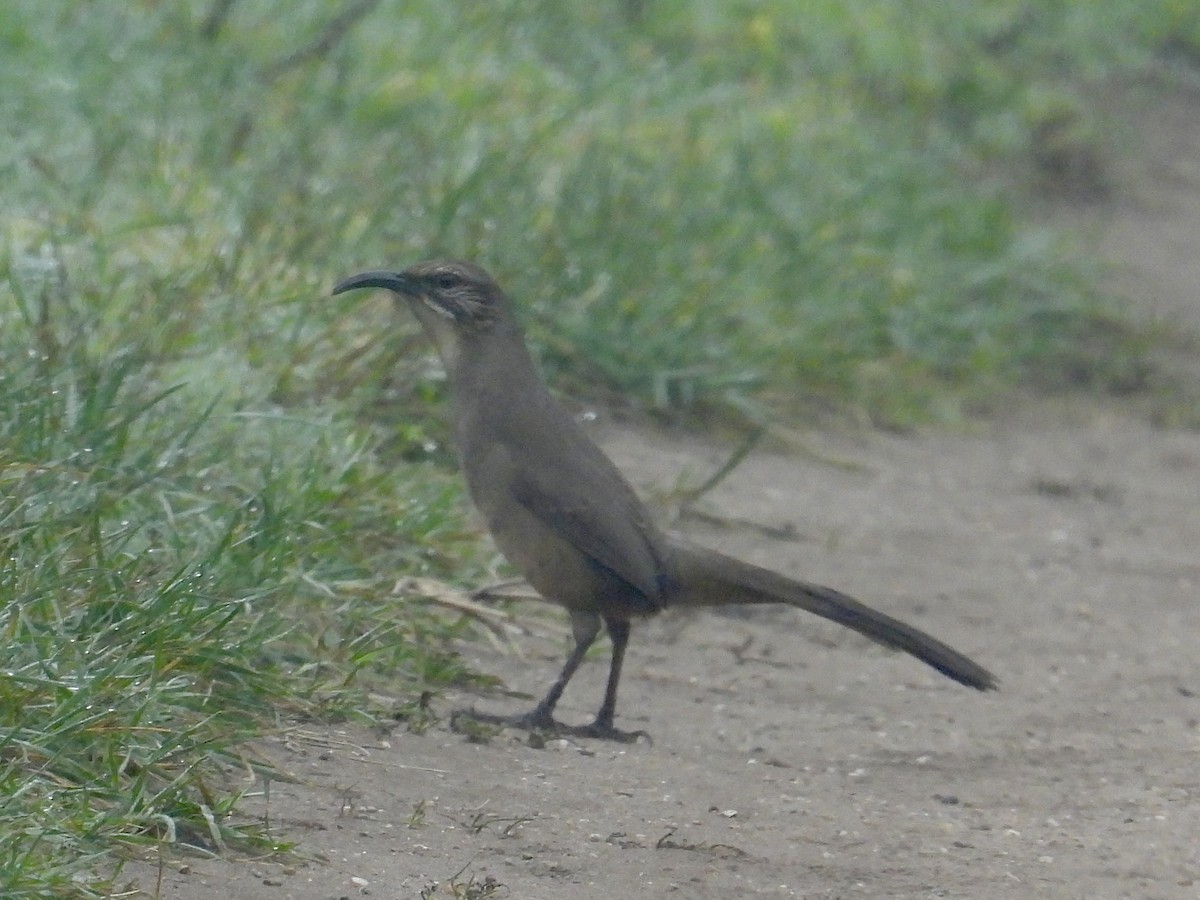 California Thrasher - ML644065192