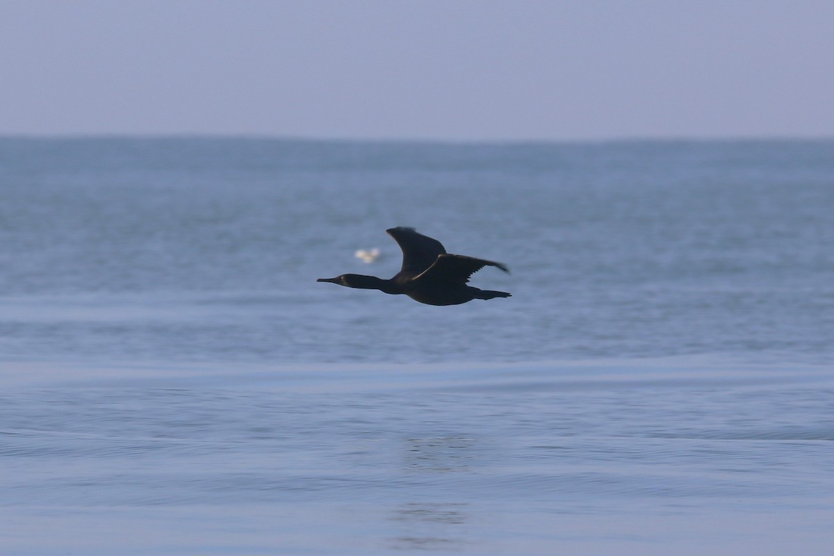 Brandt's Cormorant - ML644065201