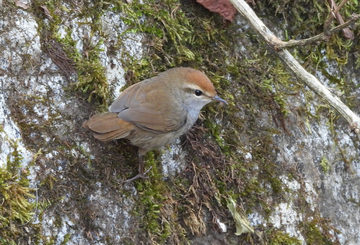 Bouscarle à couronne brune - ML644065203