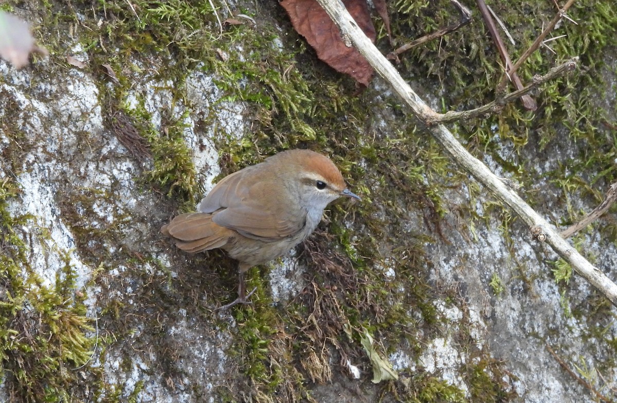 Bouscarle à couronne brune - ML644065204