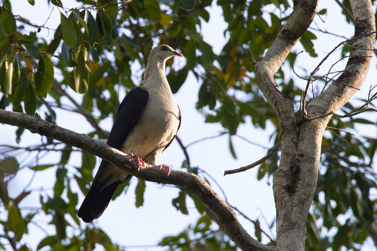 Weißbrusttaube - ML644065214