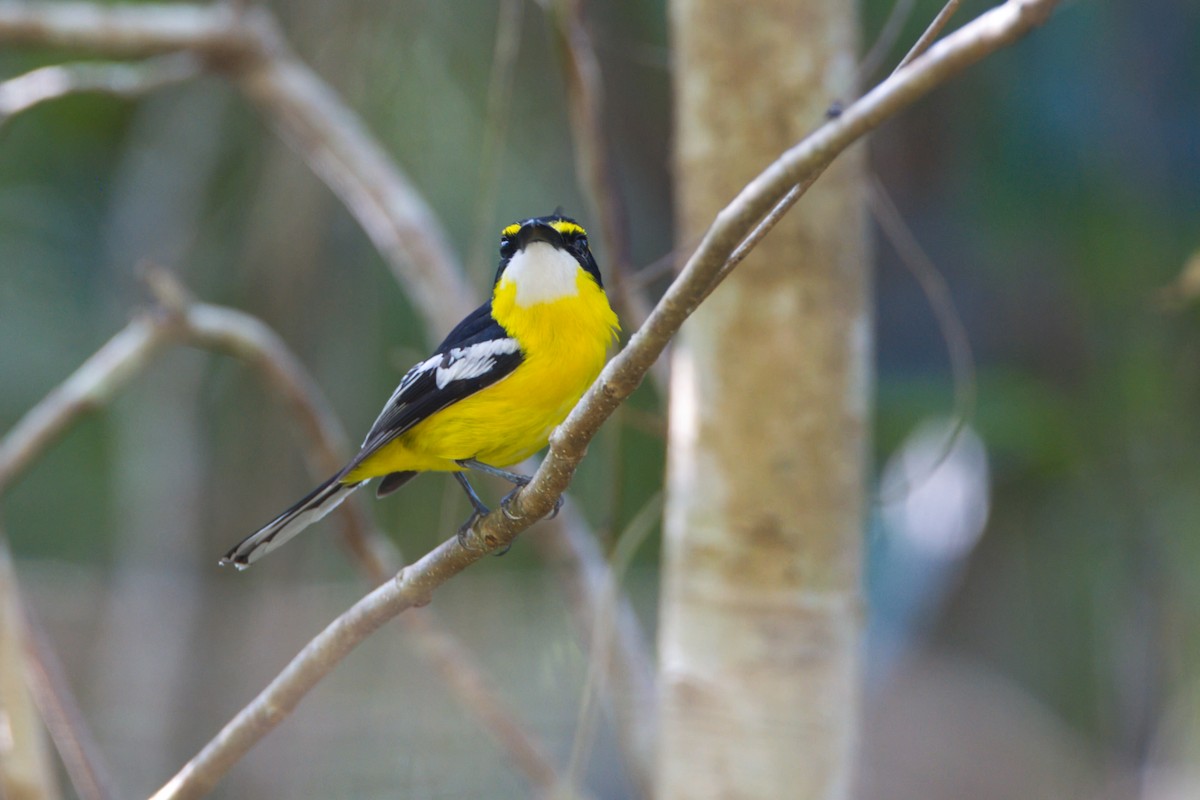 Gelbbauch-Flachschnabel - ML644065217