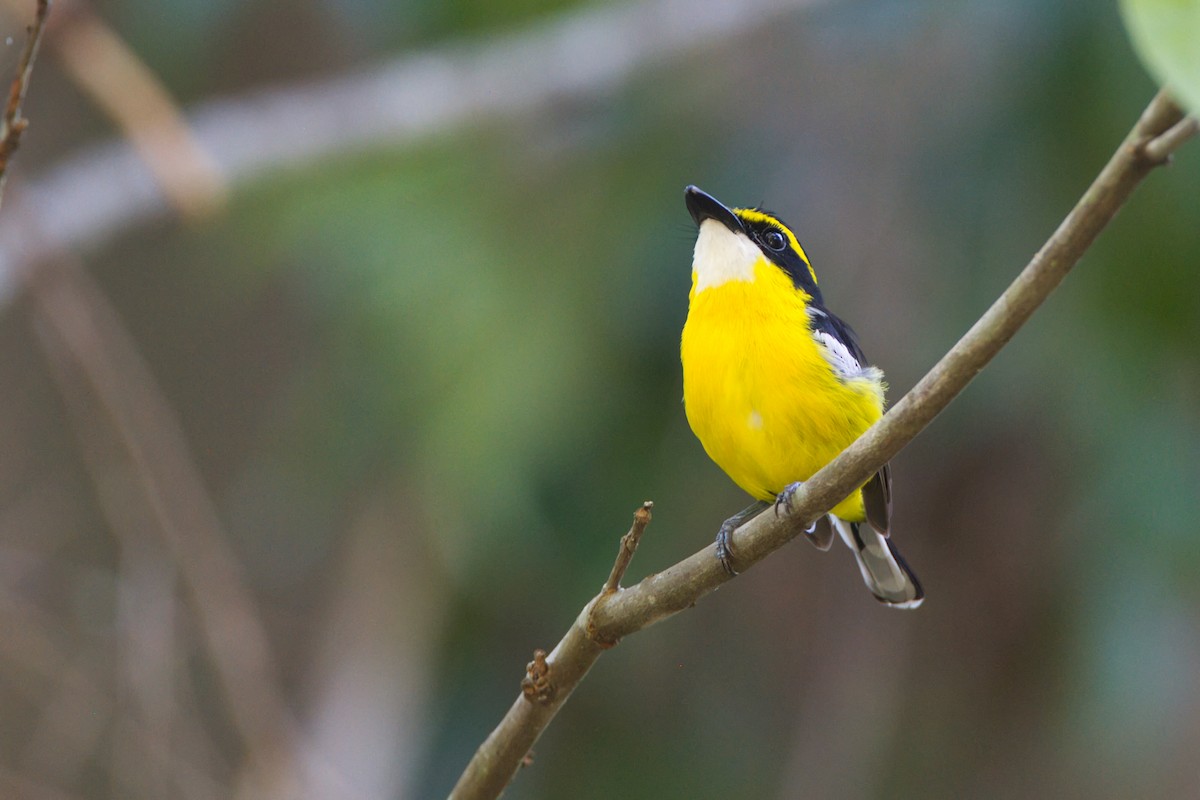 Gelbbauch-Flachschnabel - ML644065218