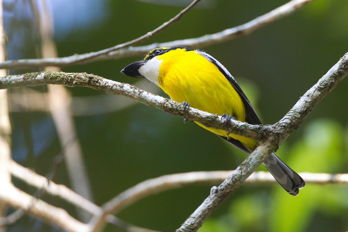 Gelbbauch-Flachschnabel - ML644065219