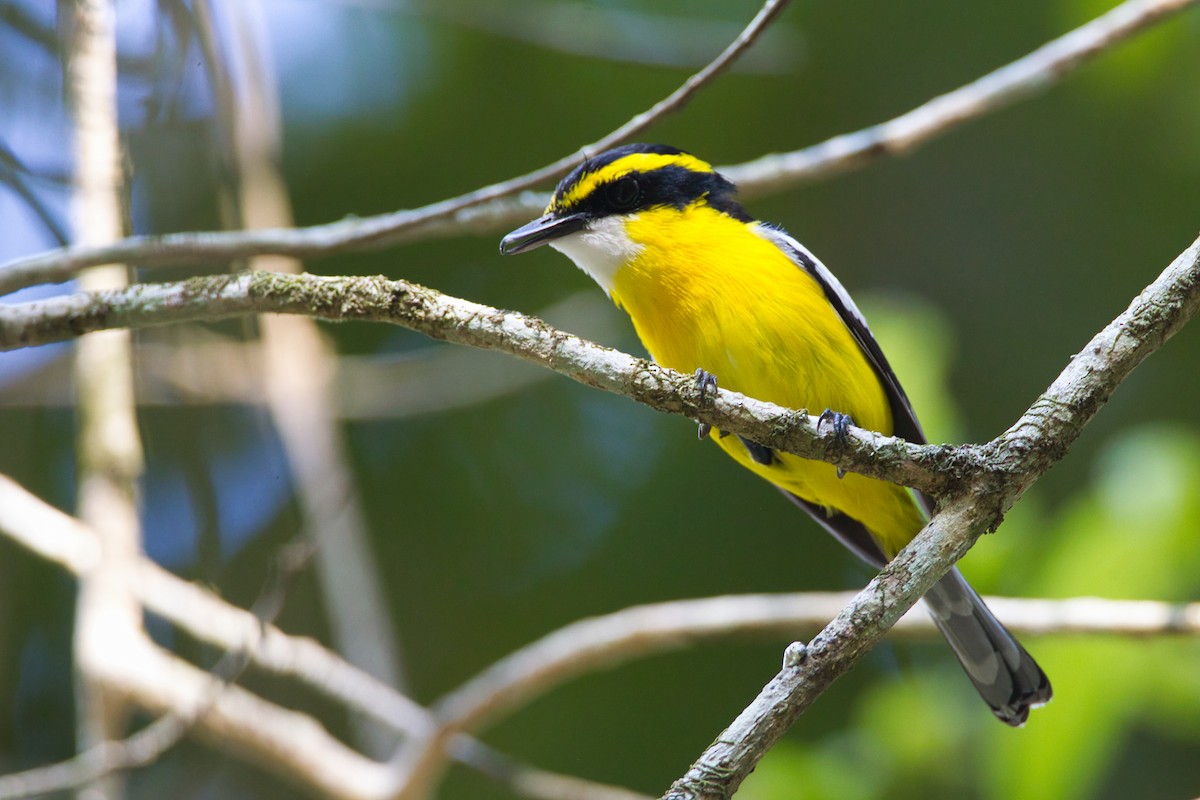 Gelbbauch-Flachschnabel - ML644065220