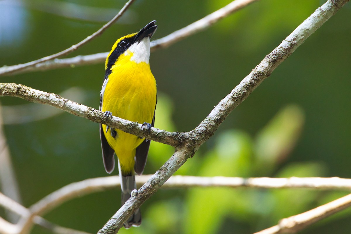 Gelbbauch-Flachschnabel - ML644065221