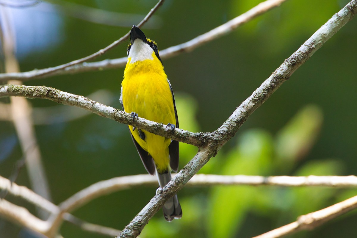 Gelbbauch-Flachschnabel - ML644065222