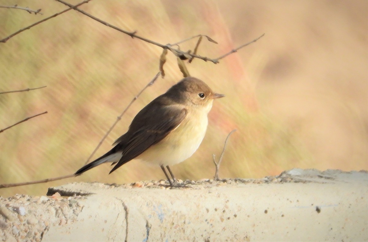 Red-breasted Flycatcher - ML644065229