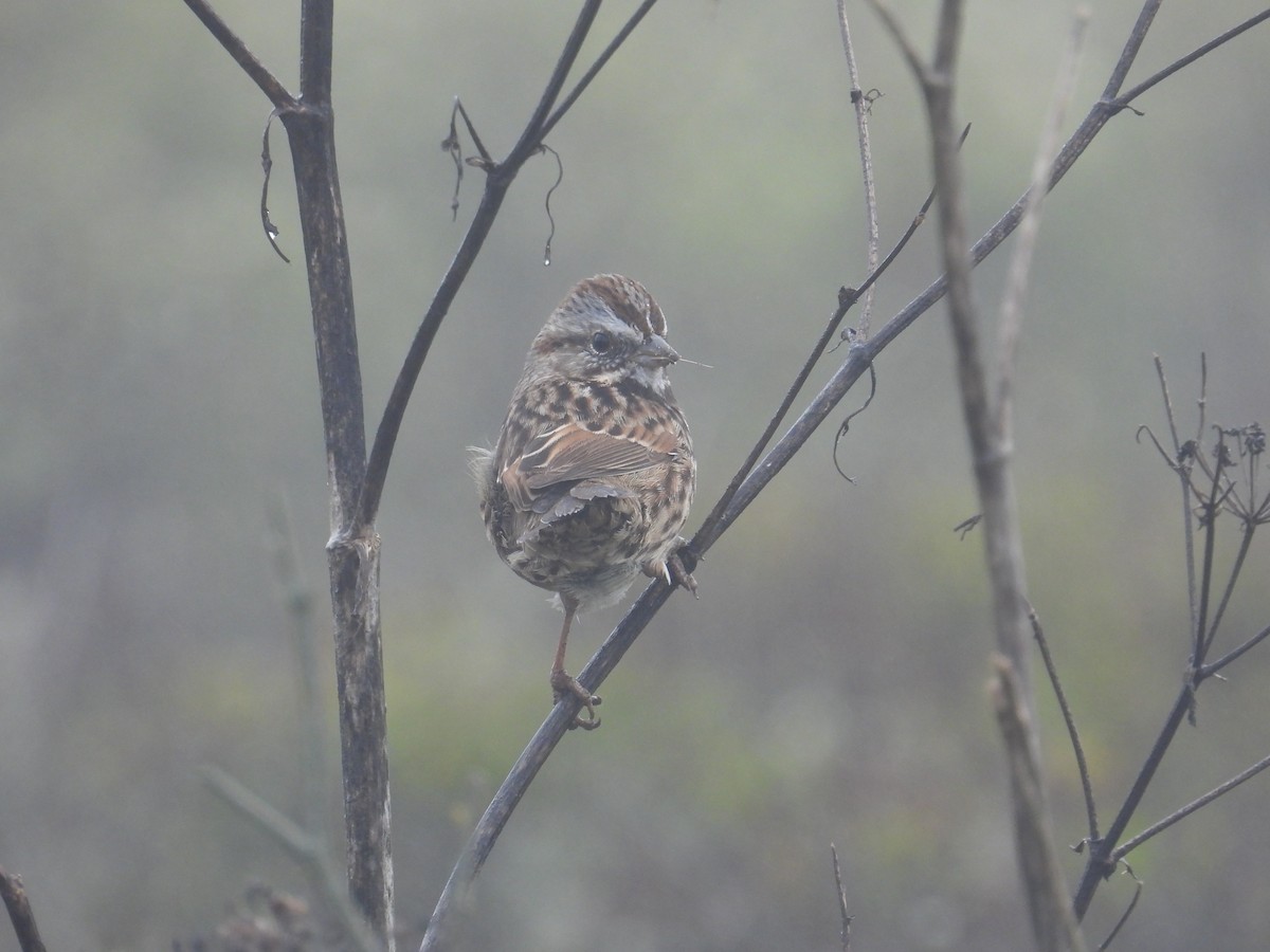 Song Sparrow - ML644065236
