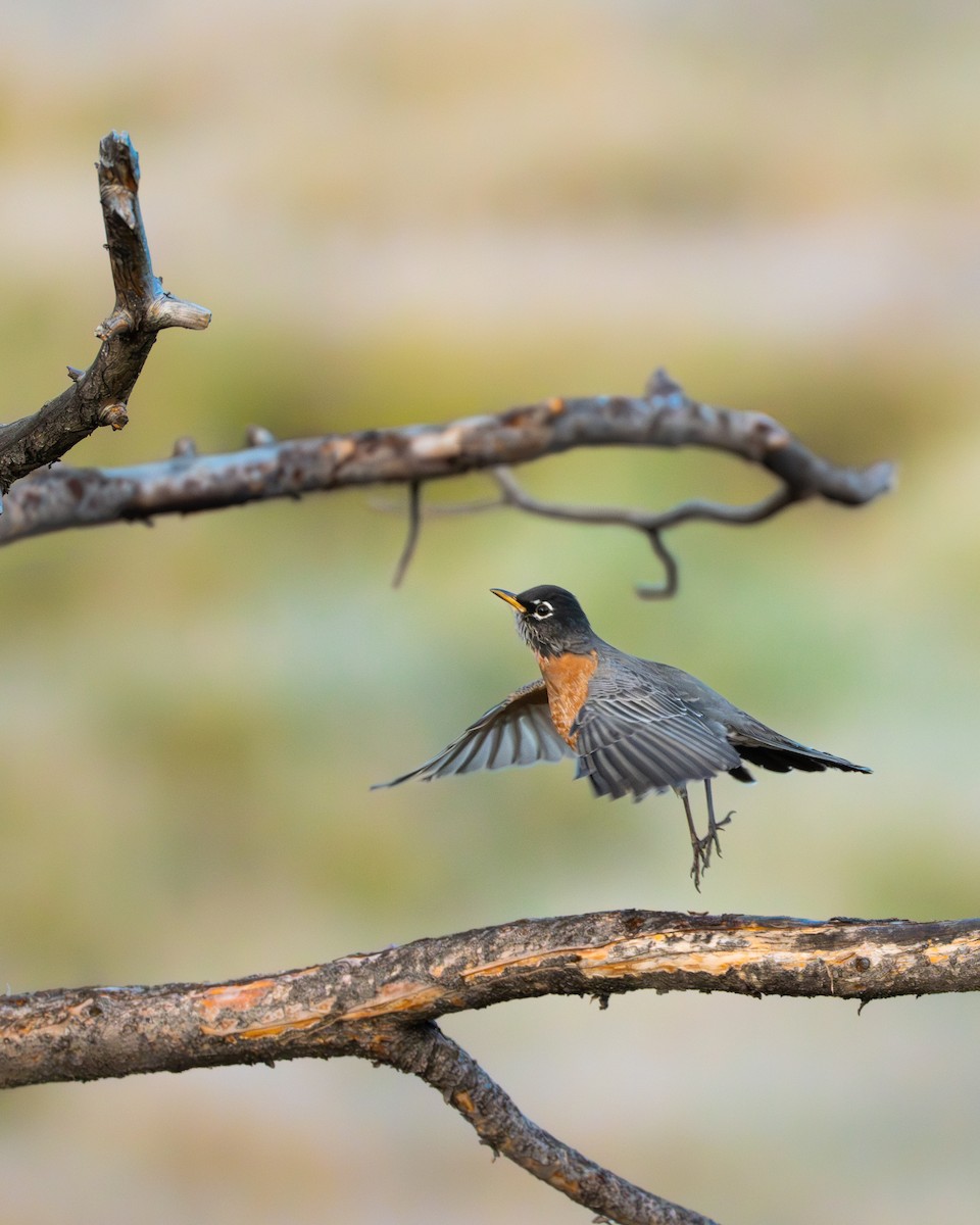 American Robin - ML644065245
