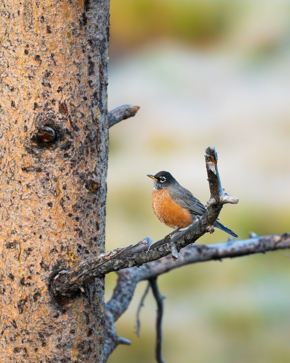 American Robin - ML644065246