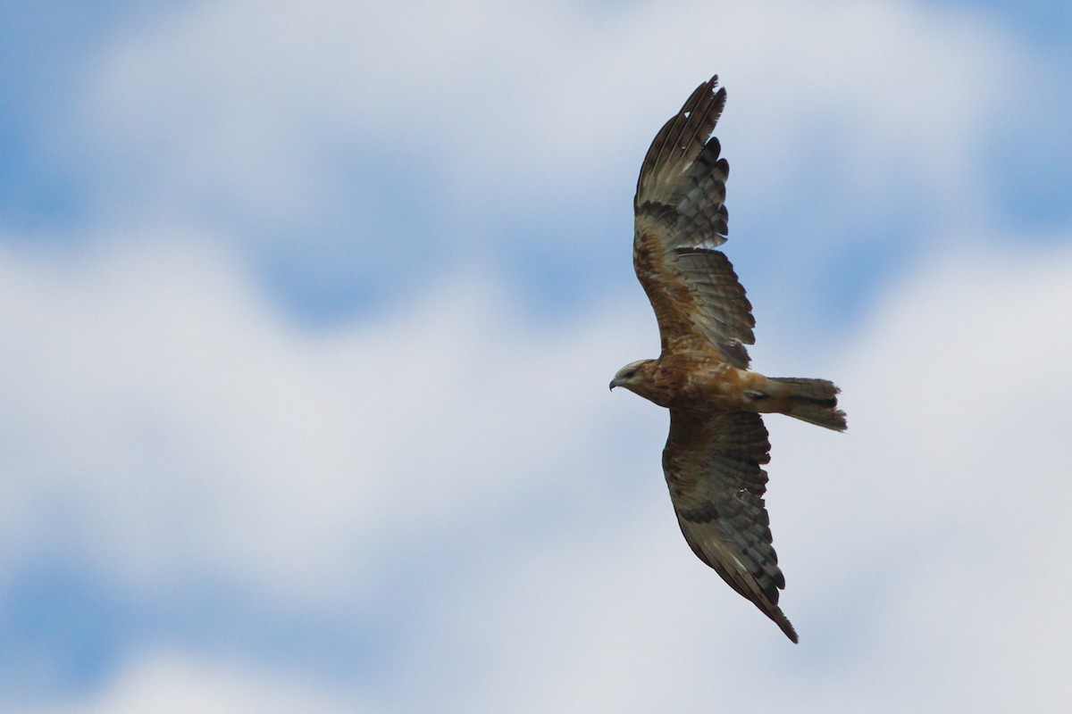 Square-tailed Kite - ML644065256