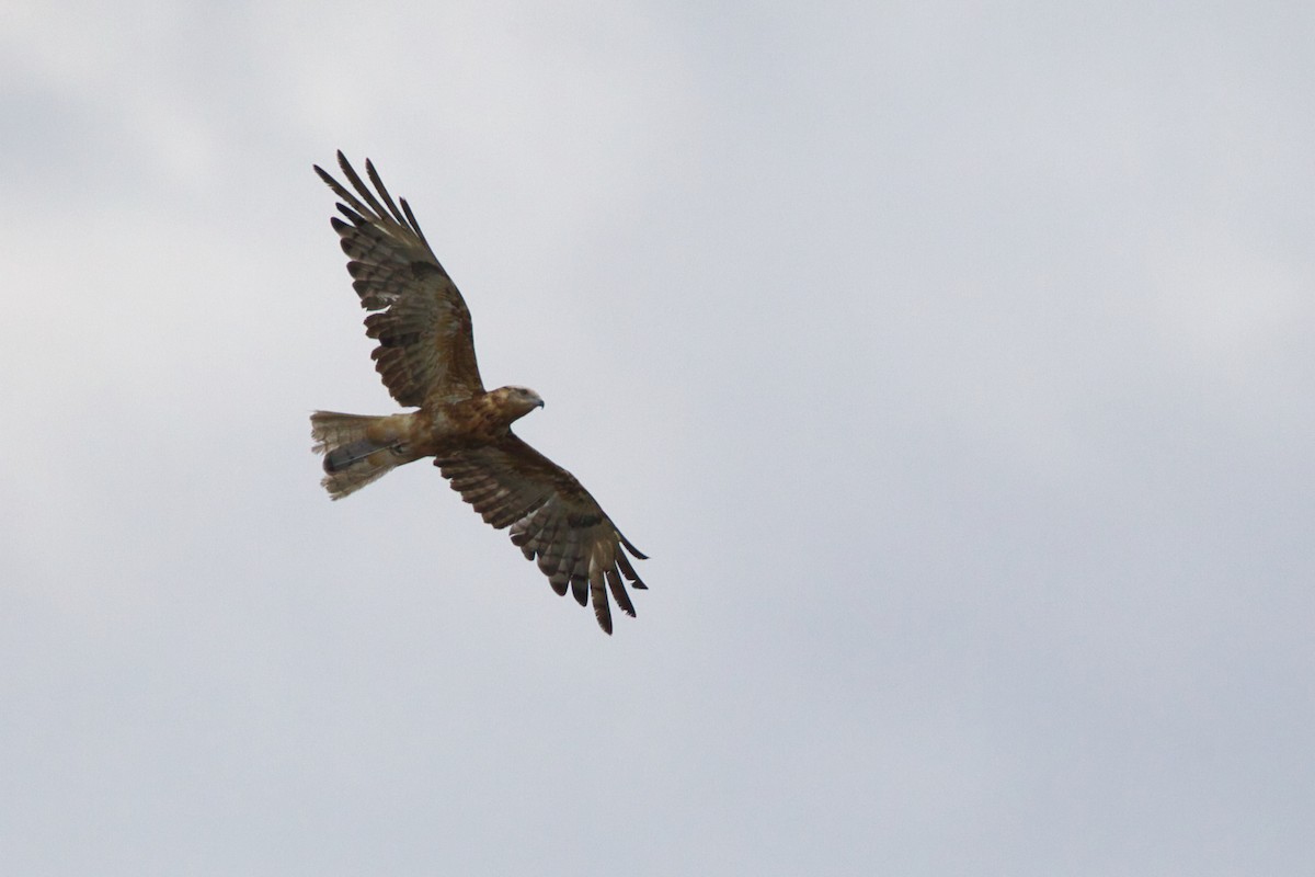Square-tailed Kite - ML644065257
