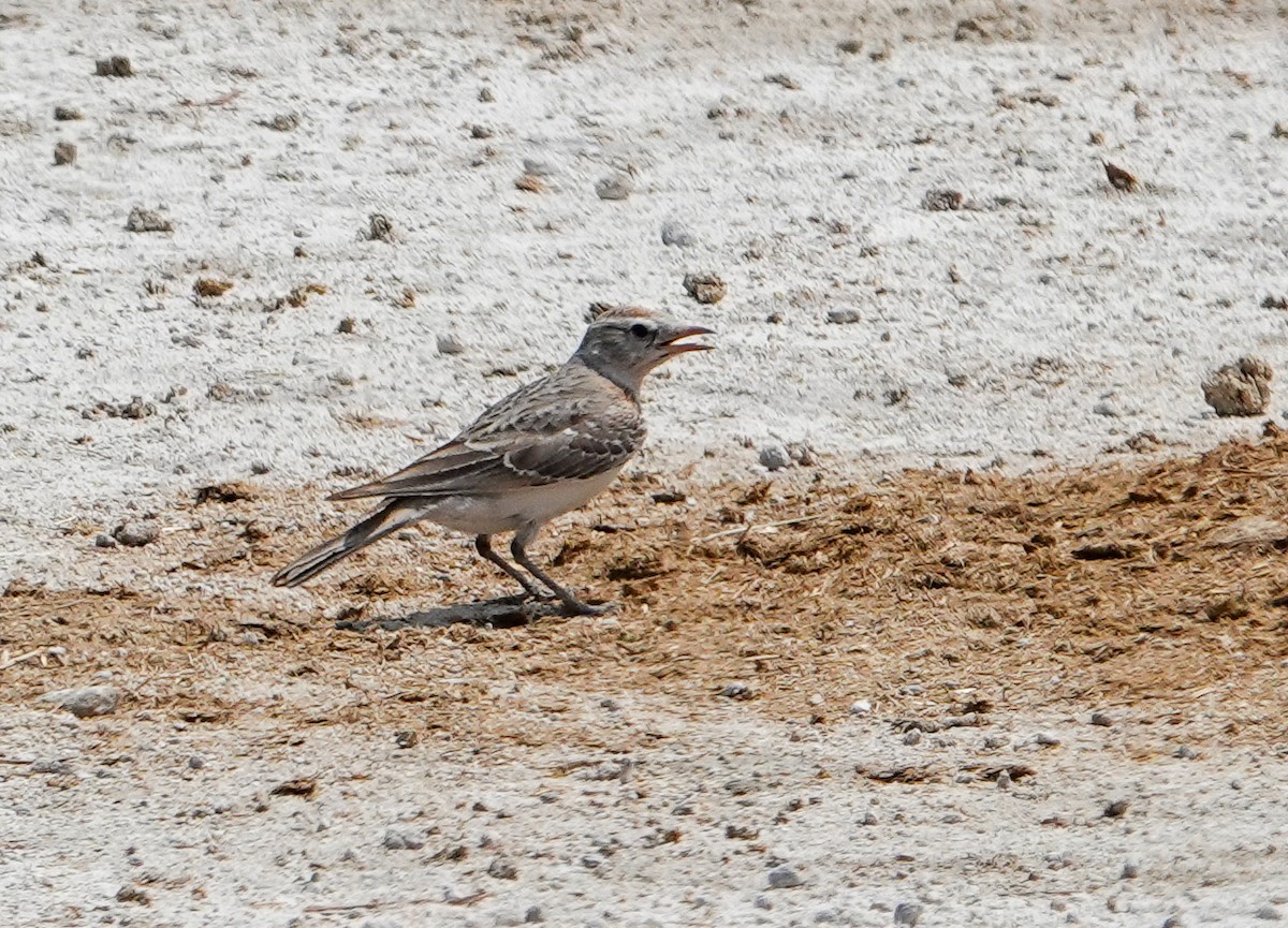 アフリカヒメコウテンシ - ML644065288