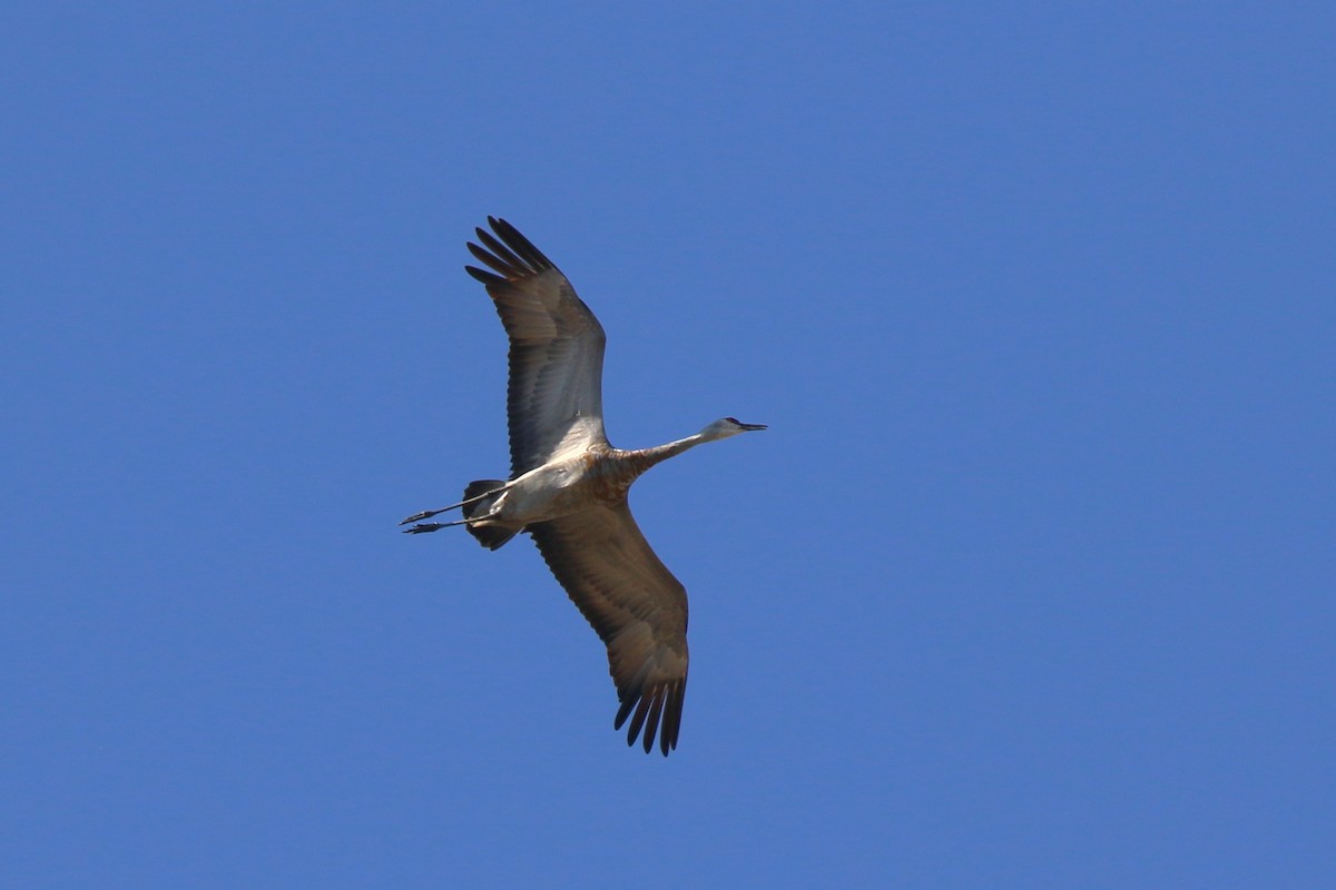 Sandhill Crane - ML644065310