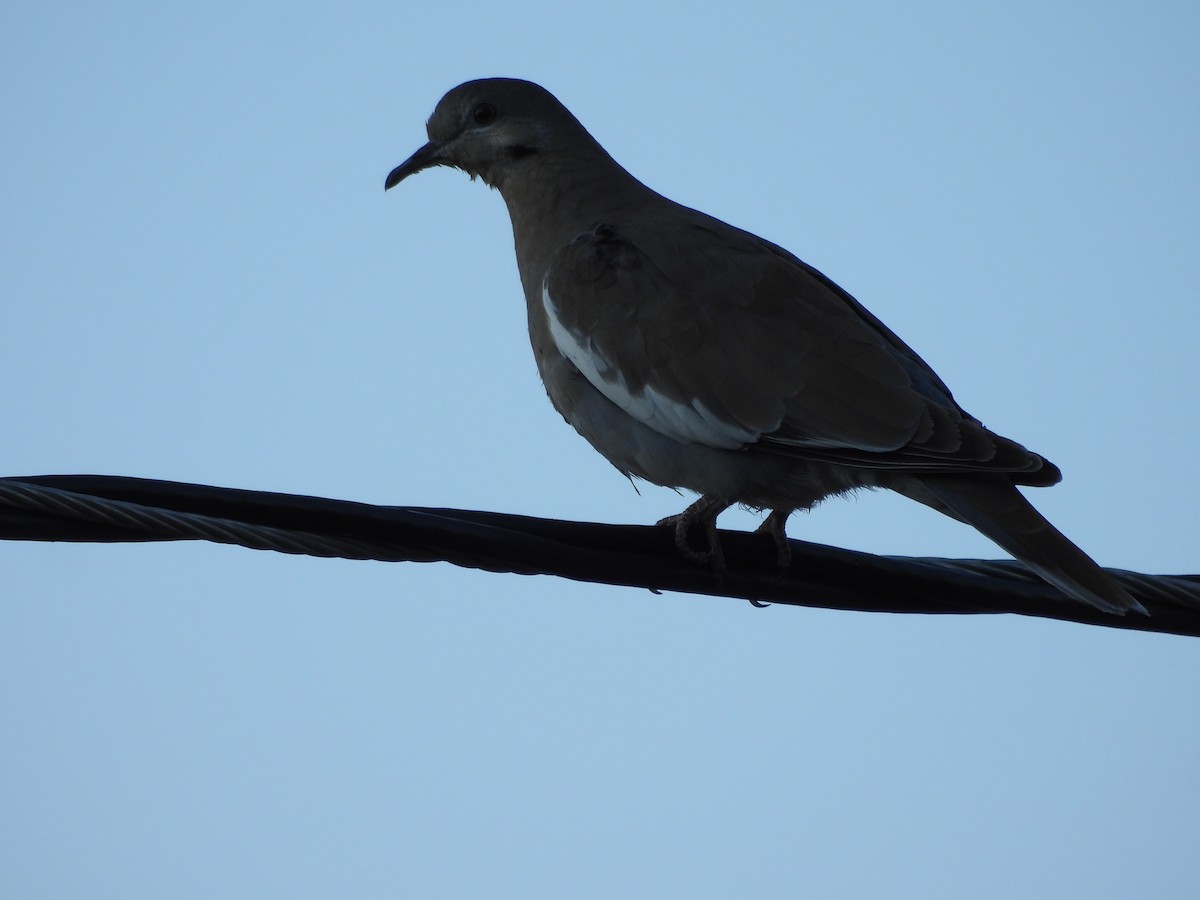 White-winged Dove - ML644065325