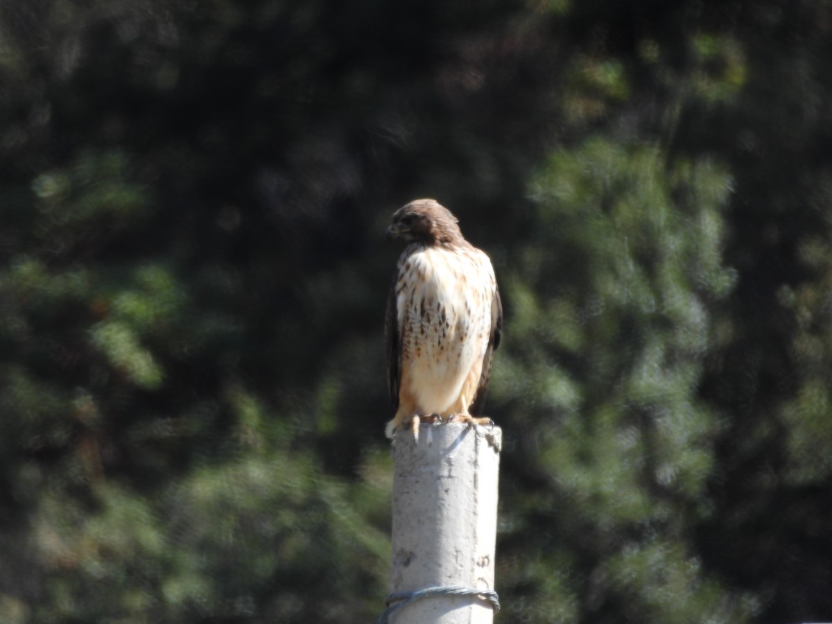 Zapelatz buztangorria - ML644065334