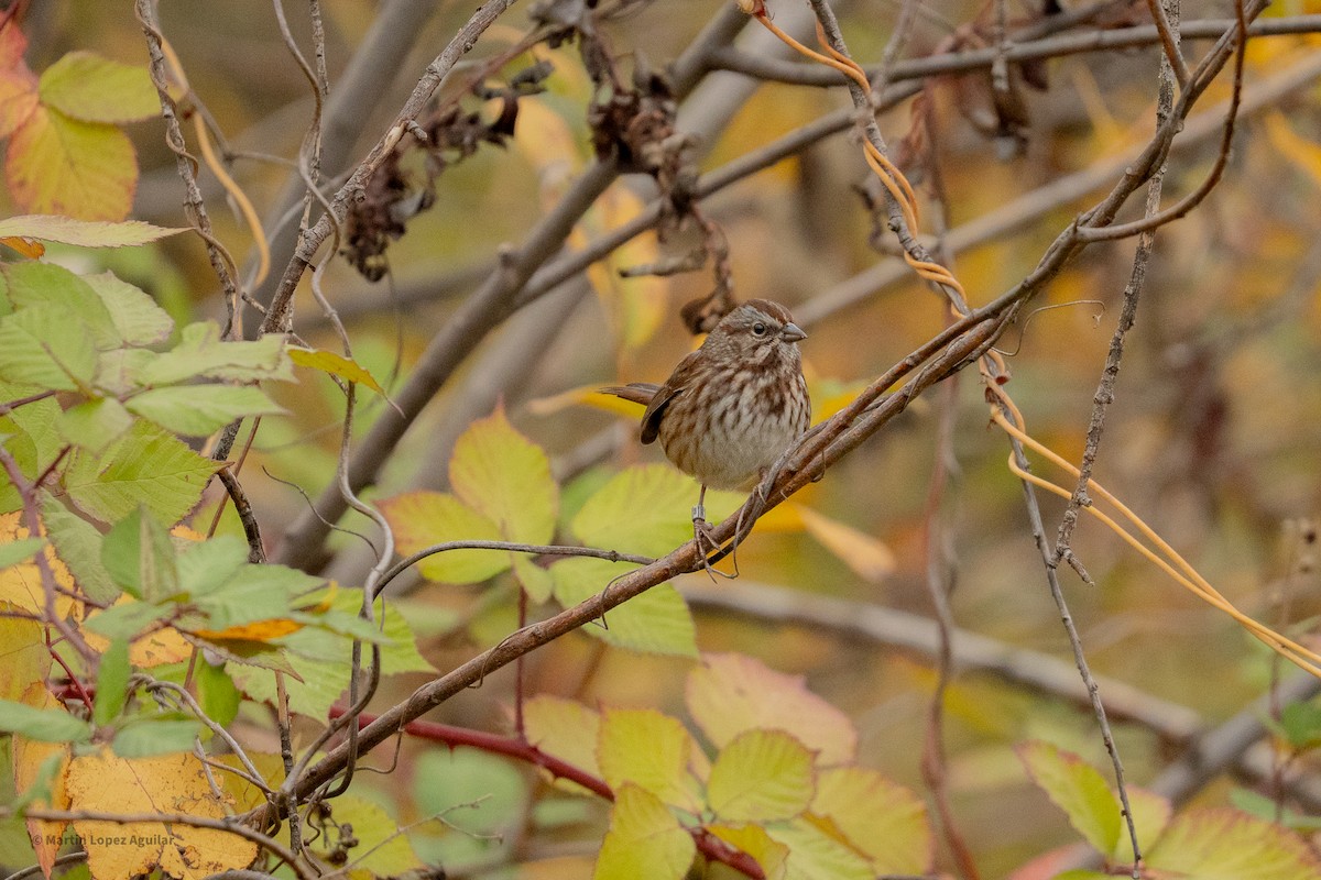 Song Sparrow - ML644065342