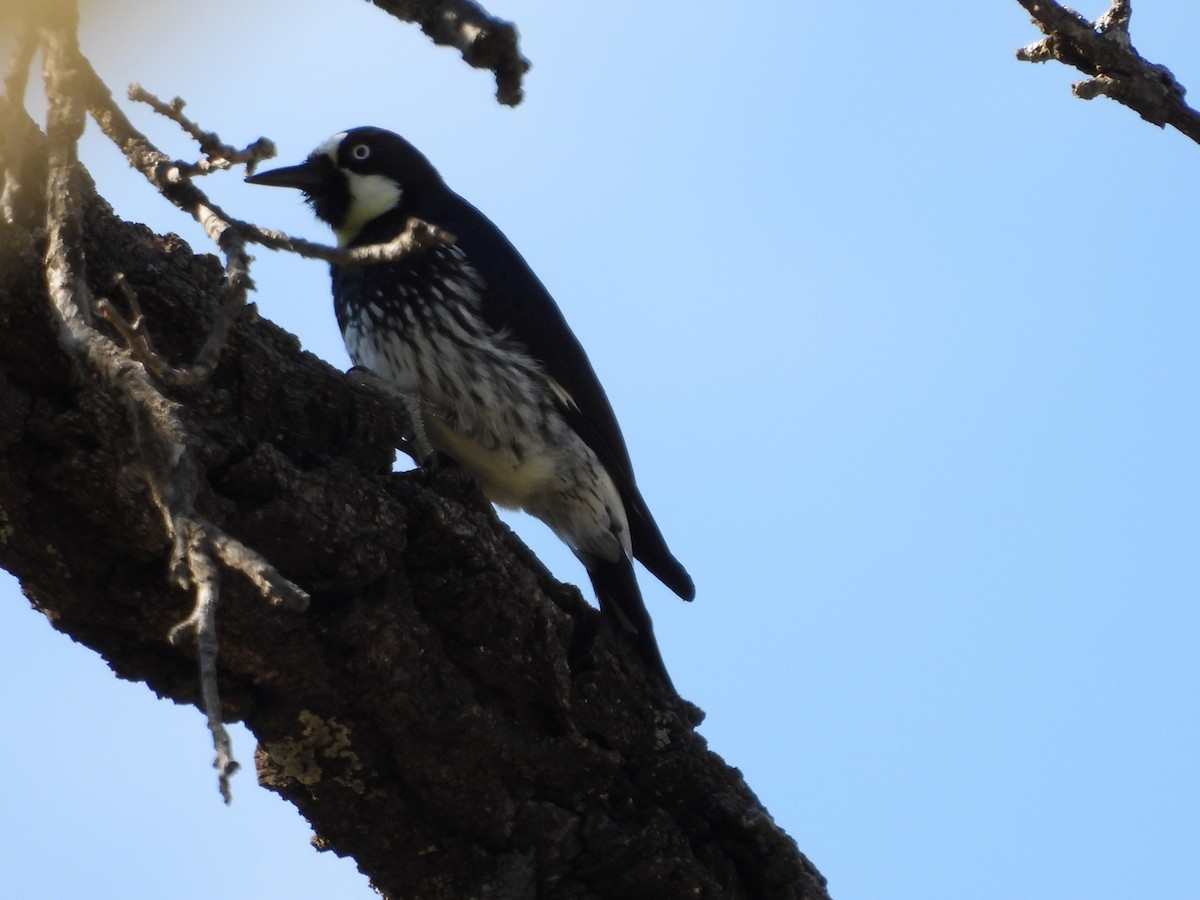 Acorn Woodpecker - ML644065355