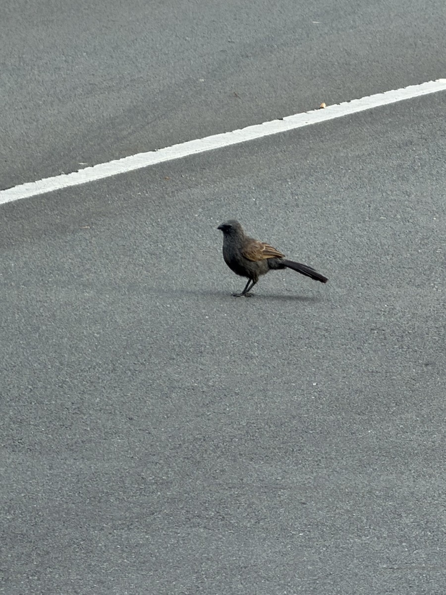 Apostlebird - ML644065357