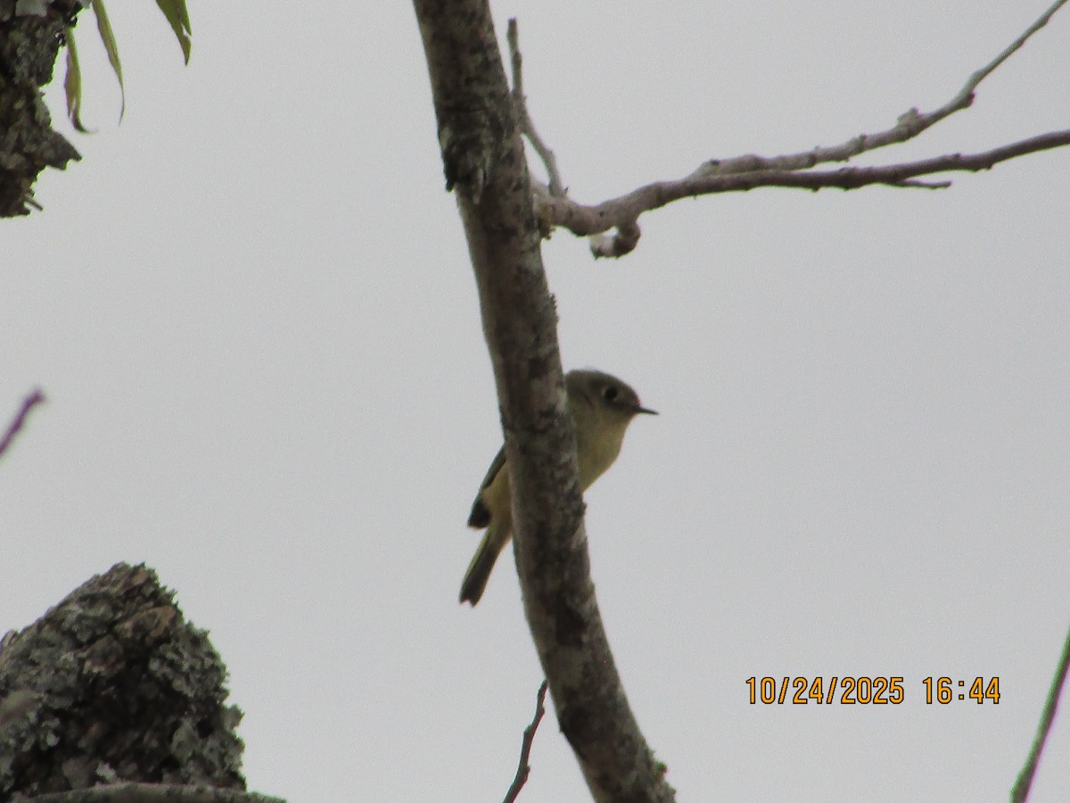 Ruby-crowned Kinglet - ML644065374