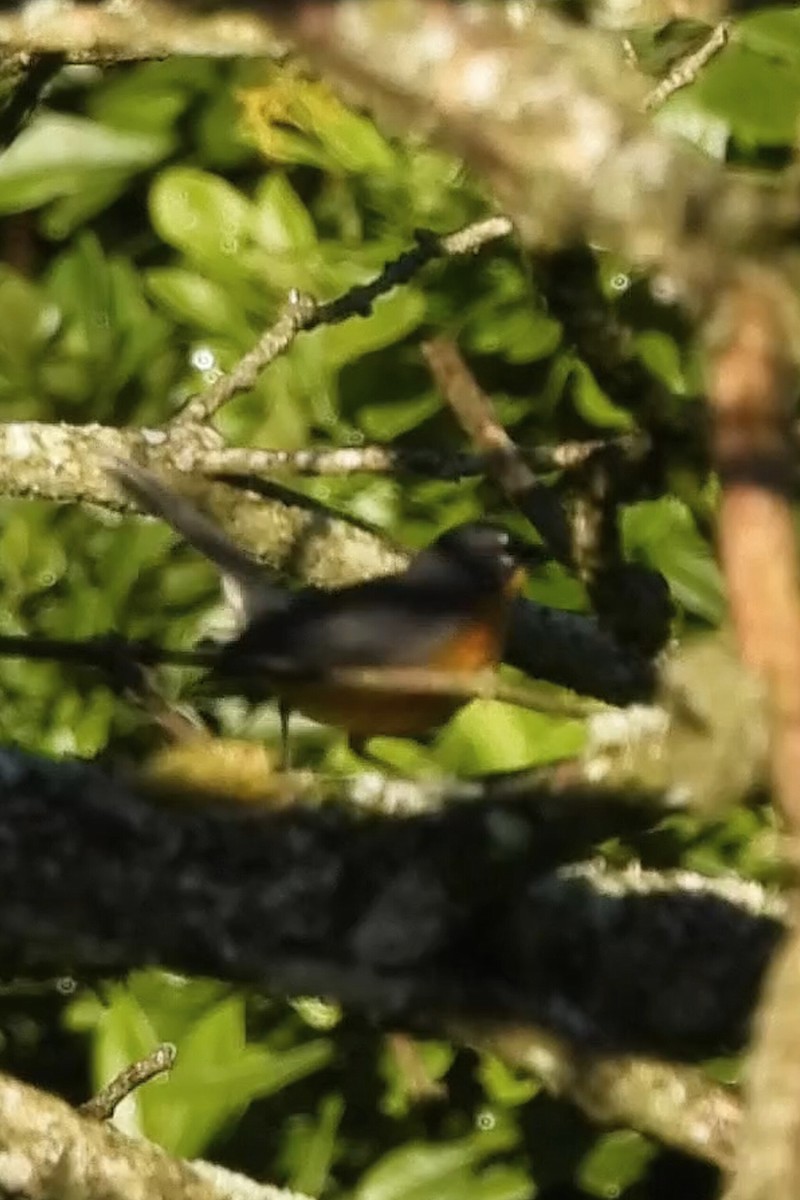 Fan-tailed Warbler - ML644065375