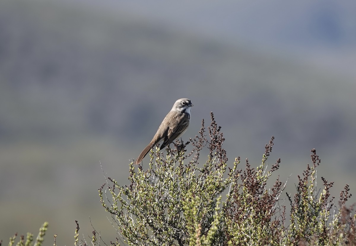 Bruant de Bell - ML644065377