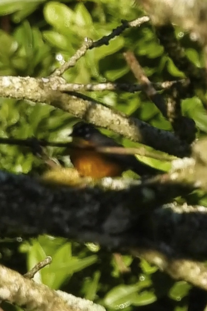 Fan-tailed Warbler - ML644065378