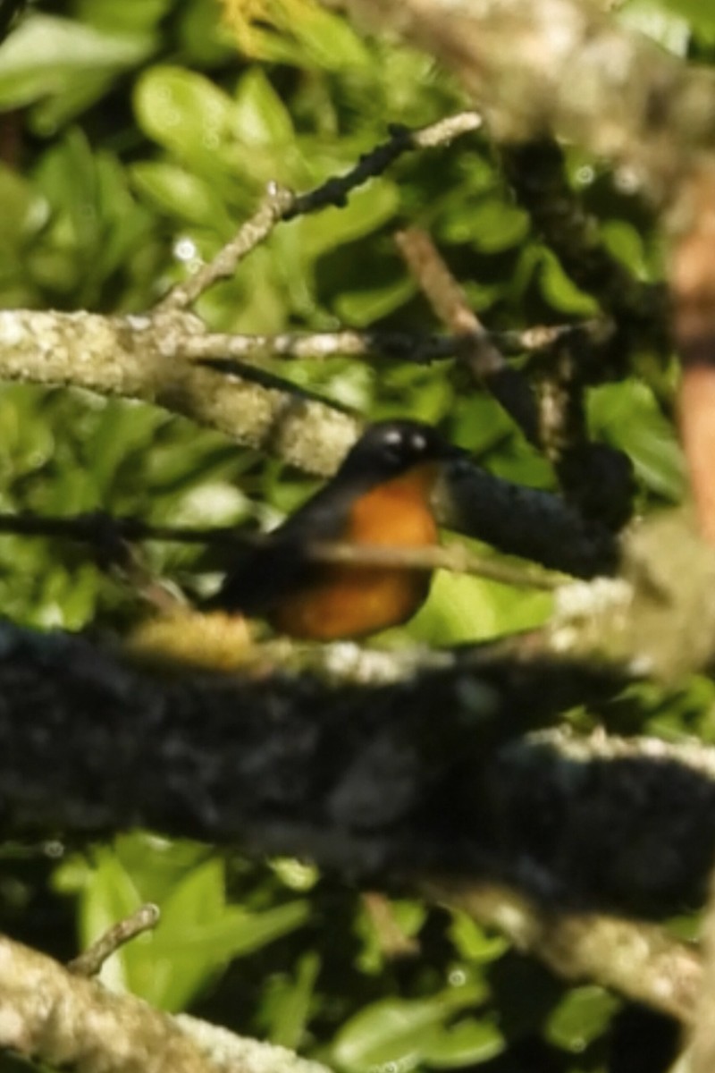 Fan-tailed Warbler - ML644065381