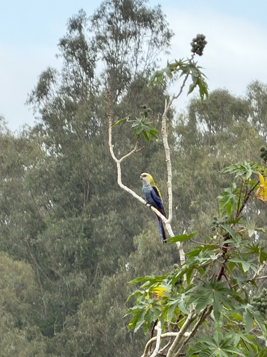 Pale-headed Rosella - ML644065399