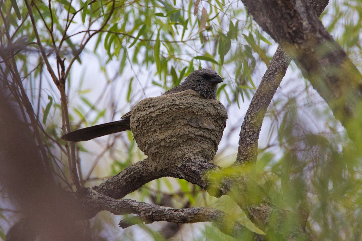 Apostlebird - ML644065400