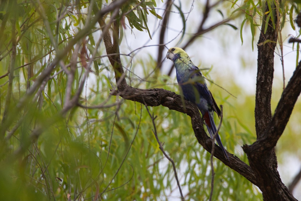 Pale-headed Rosella - ML644065408