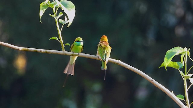 Asian Green Bee-eater - ML644065420