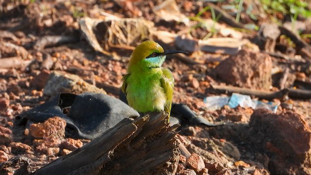 Asian Green Bee-eater - ML644065421