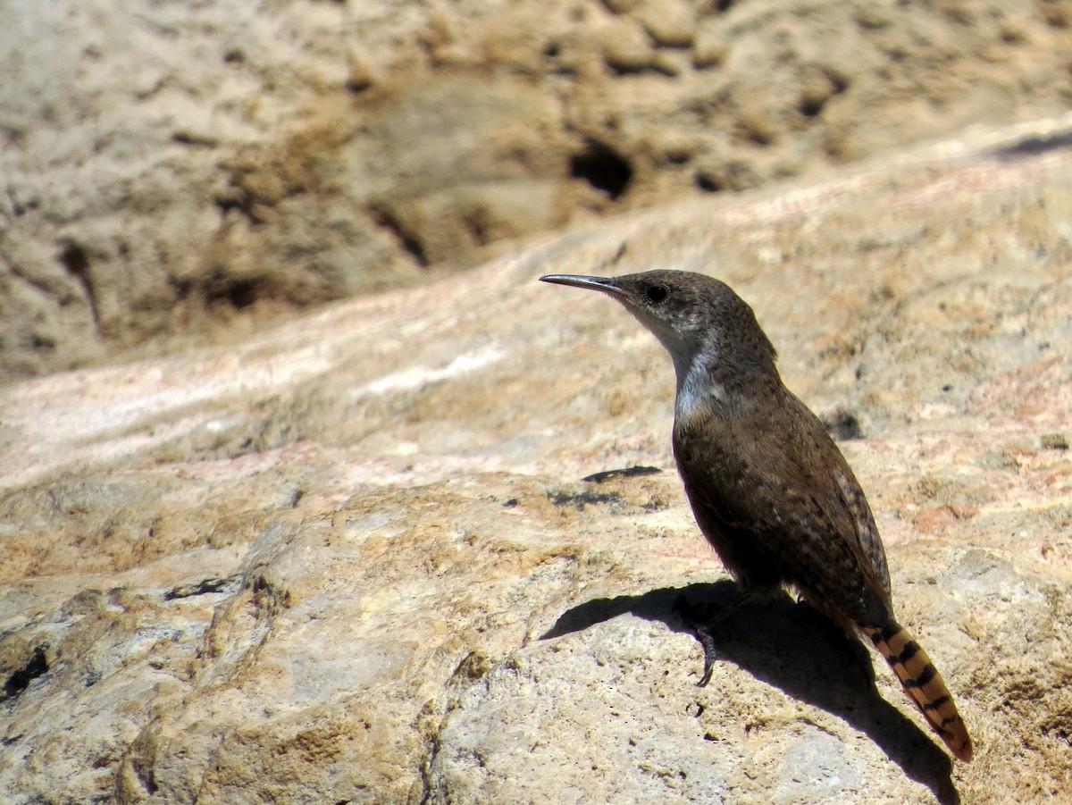 Canyon Wren - ML644065425