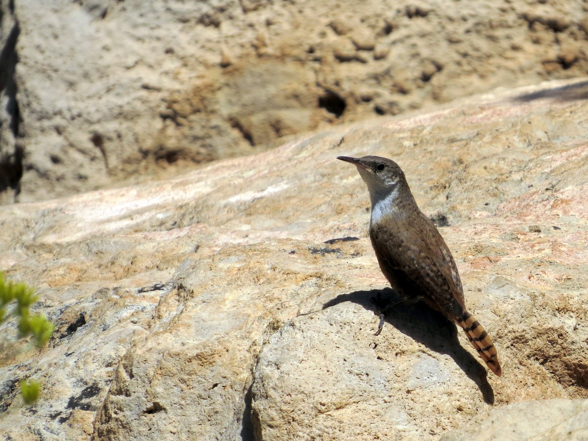 Canyon Wren - ML644065426