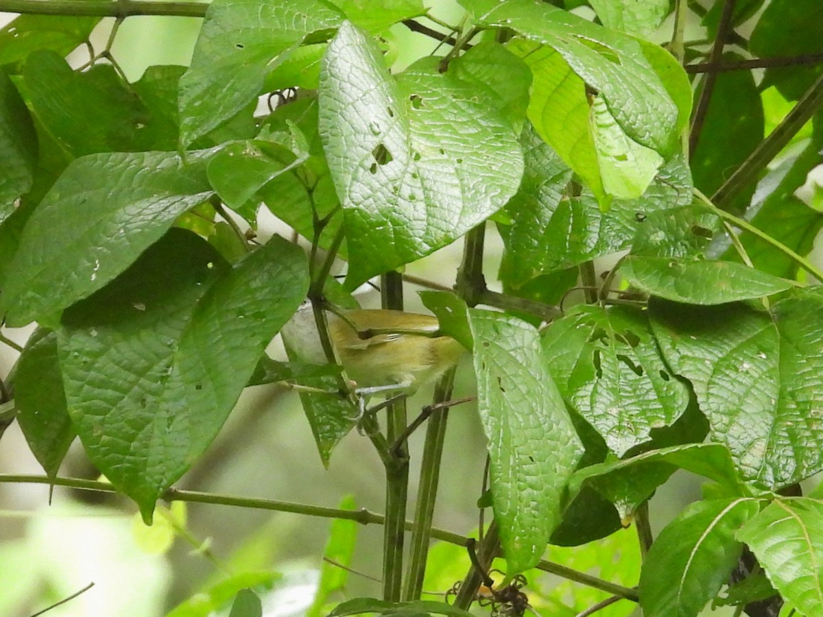 Lesser Greenlet - ML644065427