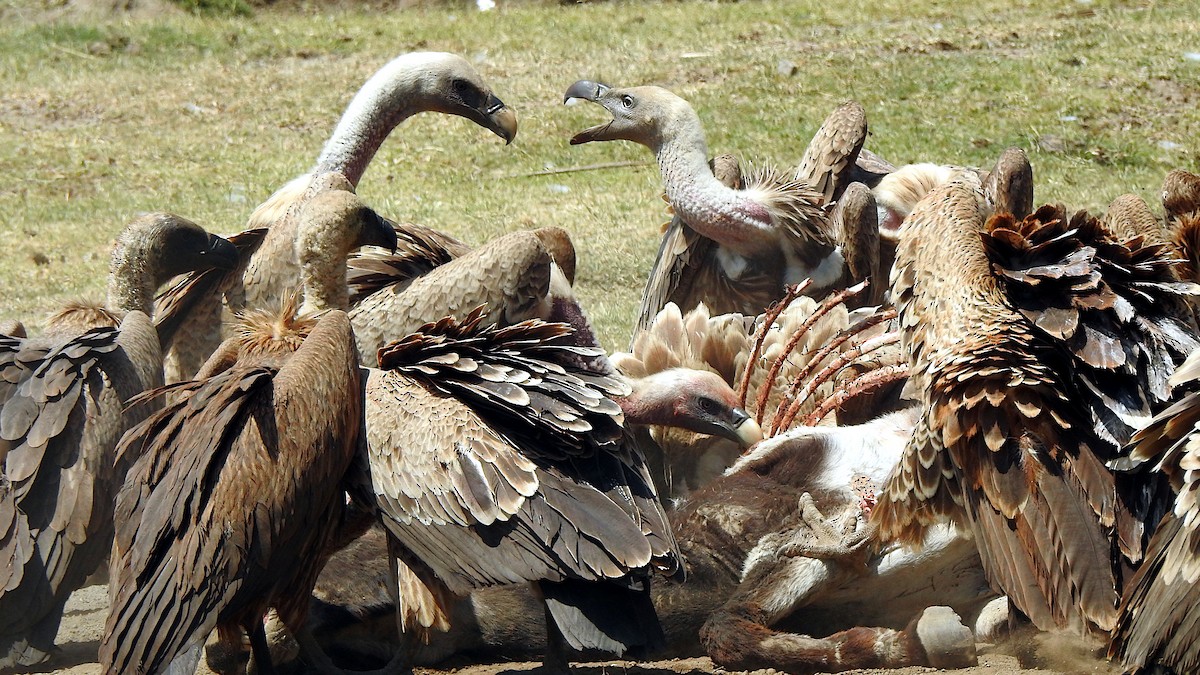 Rüppell's Griffon - ML644065428