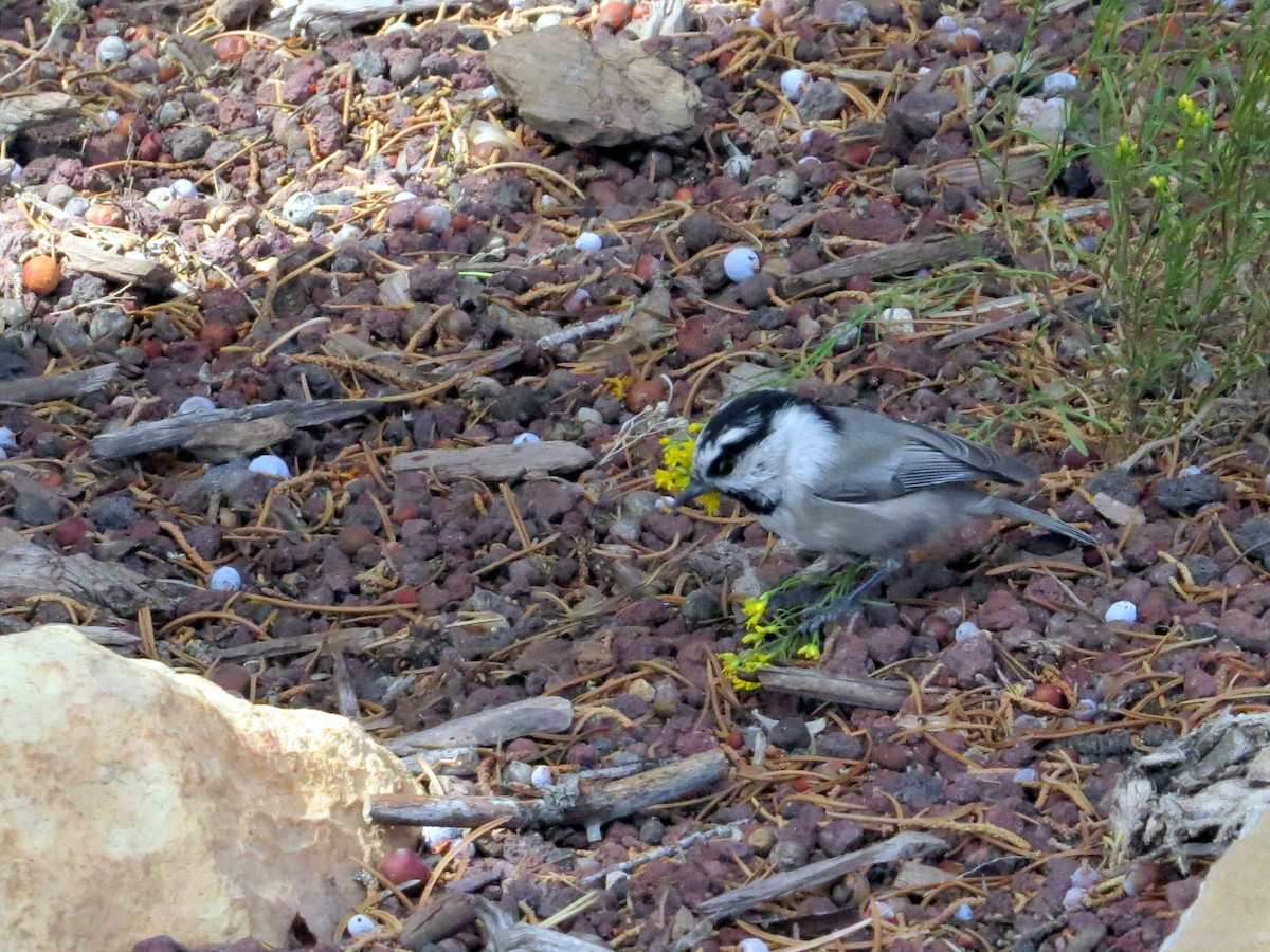 Mountain Chickadee - ML644065430
