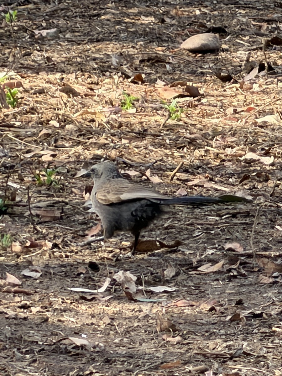 Apostlebird - ML644065431