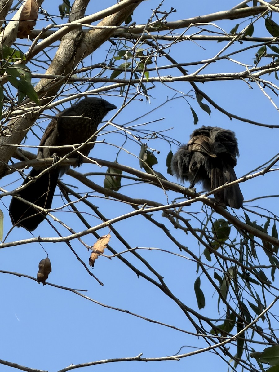 Apostlebird - ML644065432