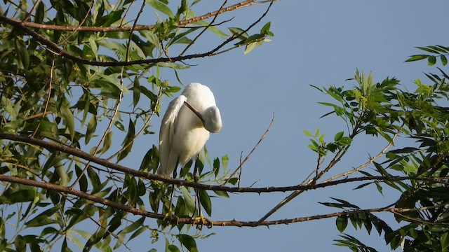 Хурган дэглий - ML644065434