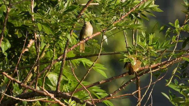 White-browed Bulbul - ML644065436