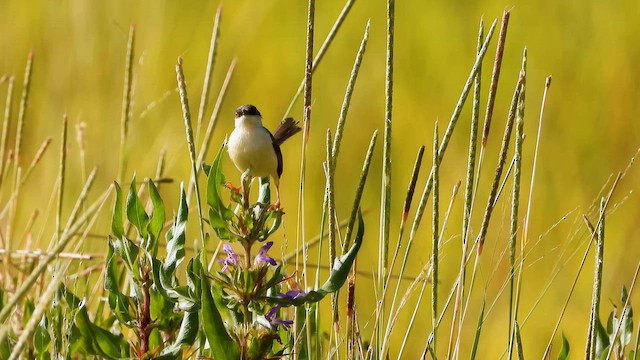 Ashy Prinia - ML644065440