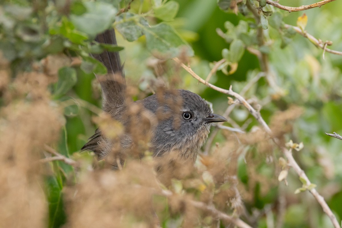 Wrentit - ML644065441