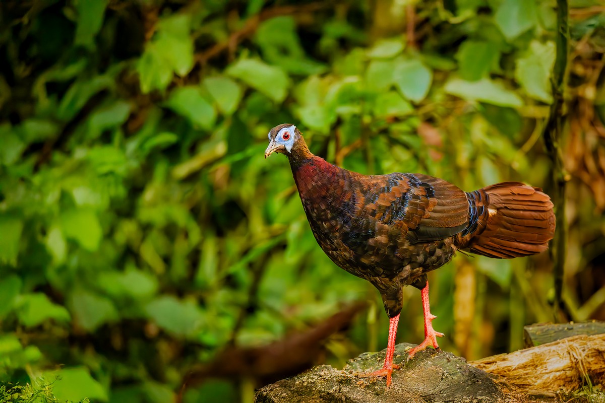 Bulwer's Pheasant - ML644065442
